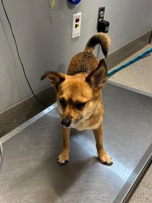 Hal, Chihuahua, adult, available for adoption