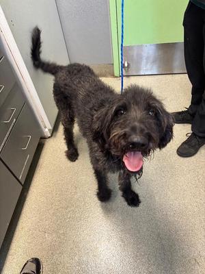 Dax, German Shorthaired Pointer / Poodle, young, available for adoption