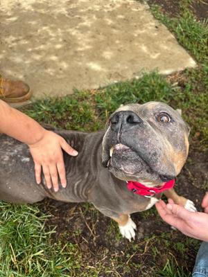 Jen, Pit Bull Terrier, senior, available for adoption