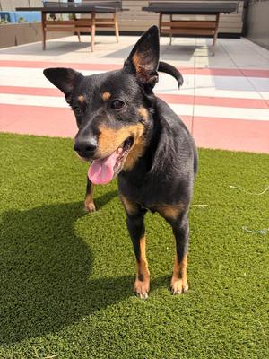Bandi, Shepherd / Terrier, adult, available for adoption