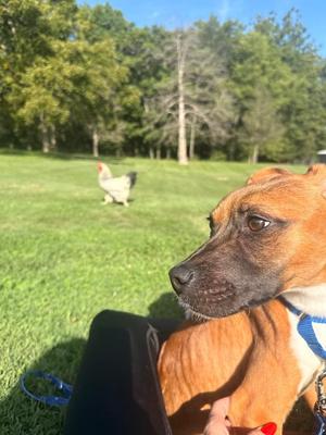 Amadeus, Boxer, puppy, available for adoption