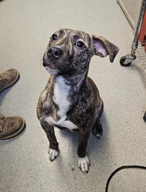A brindle and white puppy sitting on a gray floor, looking up with its ears perked and tongue slightly out. A person's foot in a brown shoe is visible on the left side of the image.