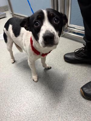 Gomez, Jack Russell Terrier, young, available for adoption