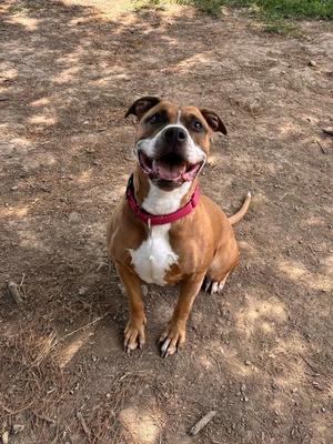 A brown and white dog with a red collar sitting on the ground, looking up with its mouth open.