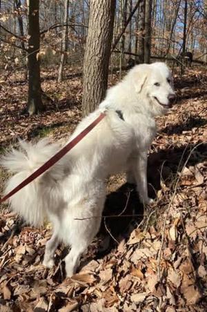 Jasper, Great Pyrenees, adult, available for adoption