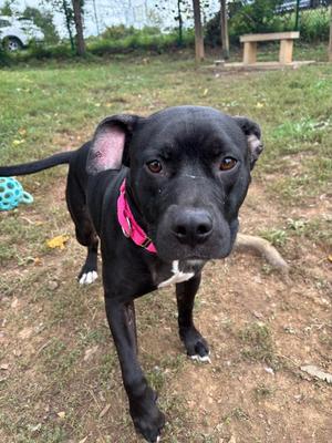 A black dog with a pink collar standing on a grassy field.