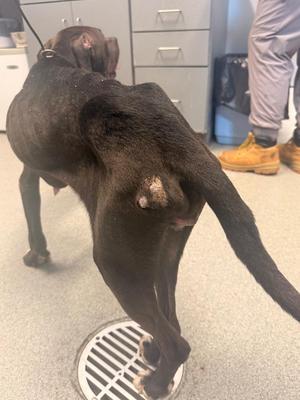 Deloris, Pit Bull Terrier, adult, available for adoption