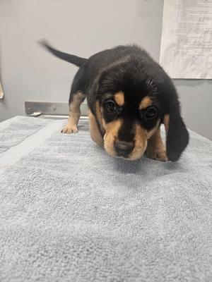 a black and tan puppy standing on a gray towel