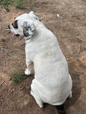 A white dog with black spots on its ears and face, sitting on a dirt ground.