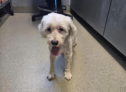 A white dog with long fur standing on a tiled floor, its tongue out and looking directly at the camera.