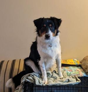 A black, white, and brown dog sitting on a blanket on a dog crate.
