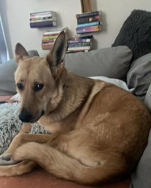 Gunner, German Shepherd Dog, adult, available for adoption
