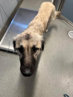 A dog with a light brown and black coat is looking up at the camera. The dog has a long snout and floppy ears, and its fur appears slightly matted. The background is a plain, light-colored floor with a metal door or gate in the background.