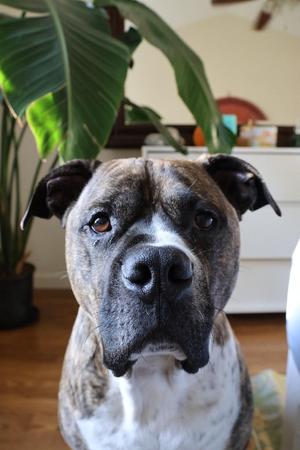 Apollo, Pit Bull Terrier, senior, available for adoption