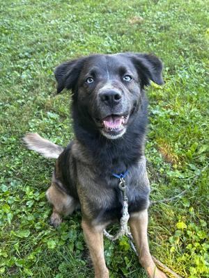 Indy, Shepherd, young, available for adoption