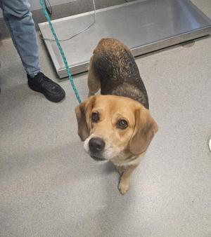 A beagle dog standing on a scale, looking up at the camera with a green leash attached to its collar.