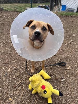 A brown dog wearing a cone, standing on dirt with a yellow Pikachu toy in front of it.