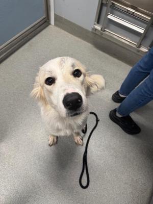 A white dog with floppy ears and a black nose is sitting on a gray floor, looking up at the camera. A person wearing blue jeans and black shoes is standing next to the dog, holding a black leash.