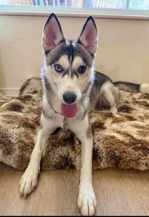 Abbie, Husky, young, available for adoption