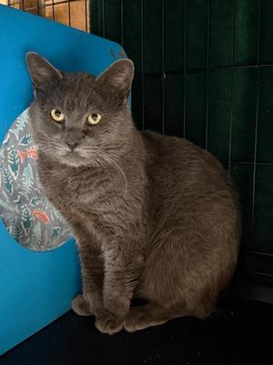 2026-02A Ashton, adult, available for adoption