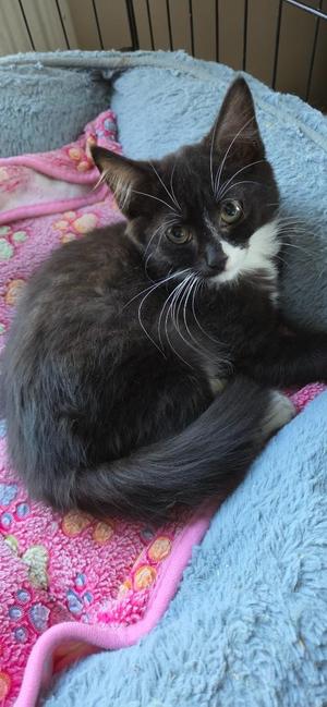 2026-89 Warrior, kitten, available for adoption