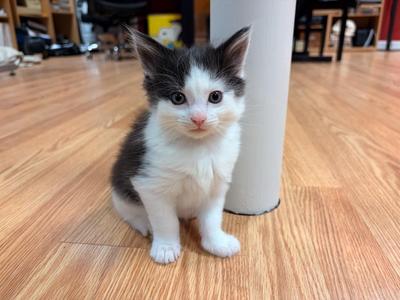 2026-65 Finral - in foster, kitten, available for adoption