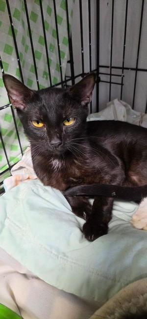 2026-89 Goddess, kitten, available for adoption