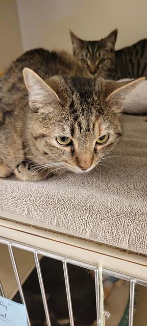 Two tabby cats are lying down, with one in the foreground looking down and the other in the background looking forward.