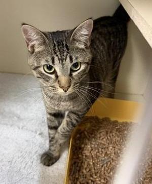 2026-45 Louis, kitten, available for adoption
