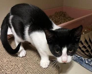 2026-49 Stitch, kitten, available for adoption