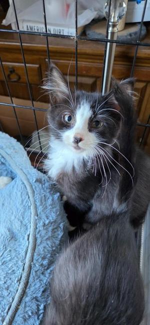 2026-89 Wizard, kitten, available for adoption