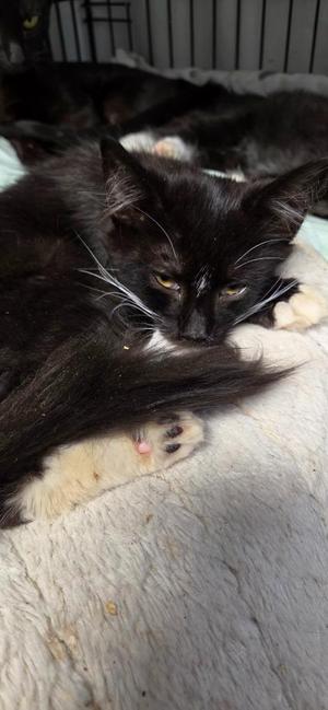 2026-89 Tempest, kitten, available for adoption