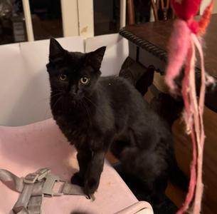 2026-69 Ruby Black, kitten, available for adoption