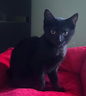 A black cat sitting on a red blanket