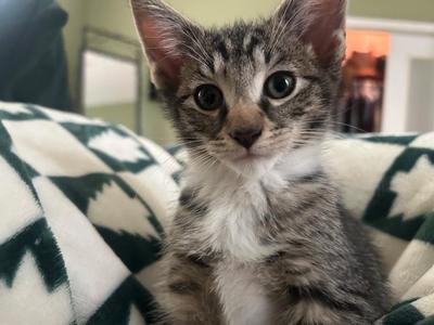 2026-61B Squiggy, kitten, available for adoption