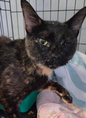 2026-92 Blackberry, young, available for adoption