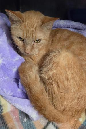 An orange tabby cat lying on a purple blanket