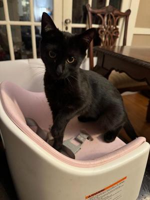 2026-69 Raven Black, kitten, available for adoption