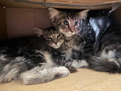 2026-84 Spike, kitten, available for adoption
