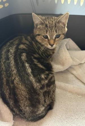 A tabby cat sitting on a blanket