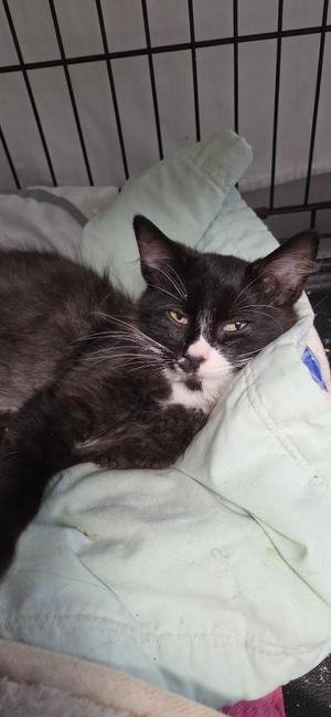 2026-89 Timber, kitten, available for adoption