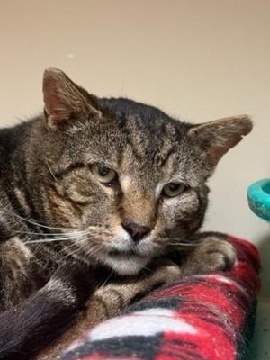 2026-34 Jenga, senior, available for adoption