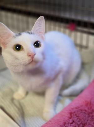 A white cat with green eyes sitting on a pink blanket
