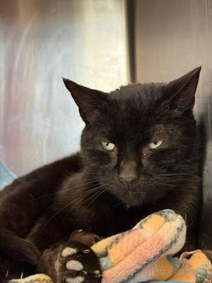 2026-34 Luthor, young, available for adoption
