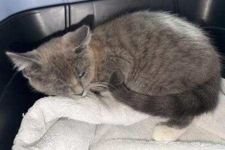 A gray tabby cat curled up on a white towel, sleeping peacefully.