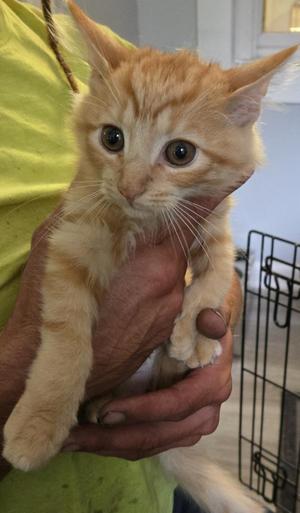 A ginger kitten being held by a person in a yellow shirt.