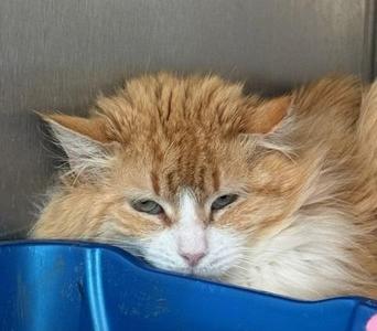 2026-34 Raja, young, available for adoption