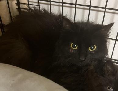 2026-57 Rowena - in foster, young, available for adoption