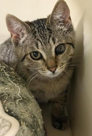 A tabby cat with green eyes and a white patch on its chest, sitting on a textured surface.