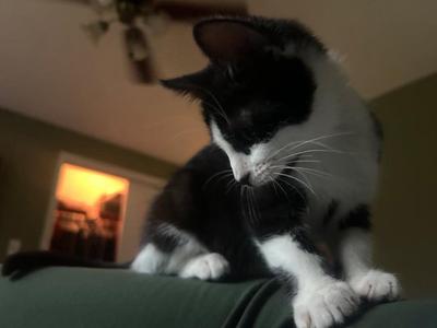 2026-28a Bouey, kitten, available for adoption